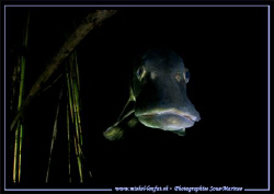 Face to face with this beautiful Pike Fish - during a nig... by Michel Lonfat 